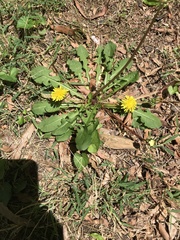 Taraxacum officinale