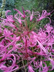 Nerine filifolia