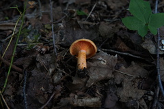 Lactarius thyinos