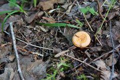 Lactarius thyinos
