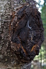 Inonotus obliquus sterilis