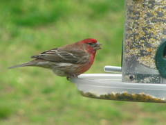 Haemorhous mexicanus