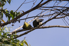 Treron australis