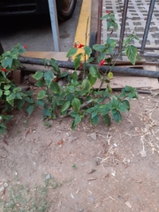 Anthurium andraeanum