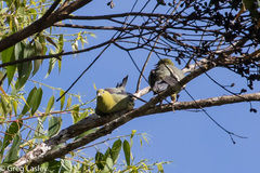 Treron australis