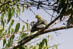 Treron australis