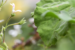 Pelargonium odoratissimum