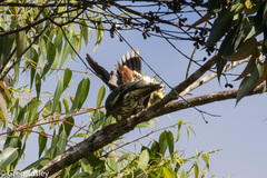 Treron australis