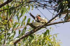 Treron australis