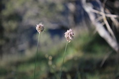 Alopecurus vaginatus