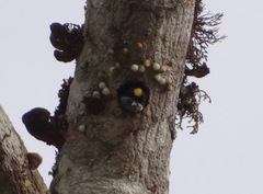 Pogoniulus coryphaea