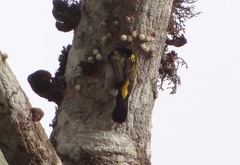 Pogoniulus coryphaea