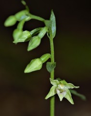 Epipactis exilis