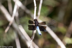 Thermorthemis madagascariensis