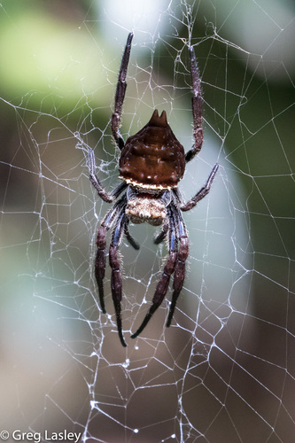 Caerostris extrusa