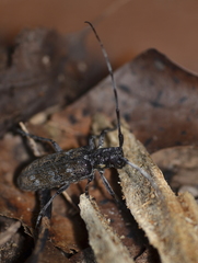 Monochamus maculosus