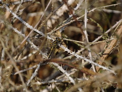 Leucorrhinia rubicunda