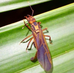 Acromyrmex coronatus