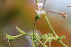 Pelargonium odoratissimum