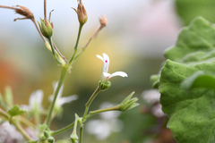 Pelargonium odoratissimum