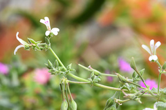 Pelargonium odoratissimum