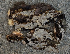 Inonotus glomeratus