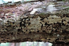 Inonotus glomeratus