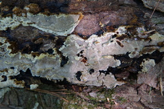 Inonotus glomeratus