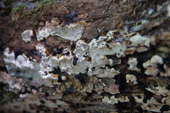 Inonotus glomeratus