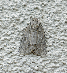 Acronicta modica