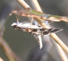 Epipagis forsythae