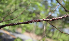 Parthenolecanium quercifex