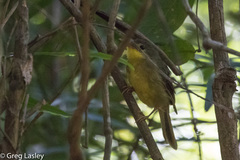 Xanthomixis zosterops