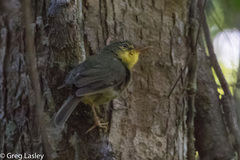 Xanthomixis zosterops