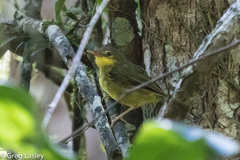 Xanthomixis zosterops