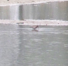 Calidris ferruginea
