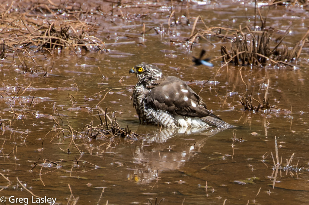 Madagascar Sparrowhawk photo