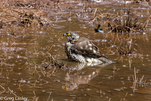 Madagascar Sparrowhawk