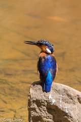 Corythornis vintsioides