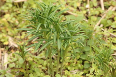 Chamaenerion angustifolium