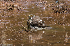 Accipiter madagascariensis