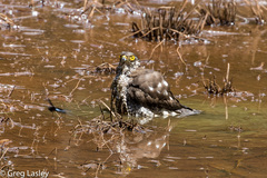 Accipiter madagascariensis