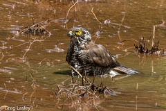 Accipiter madagascariensis