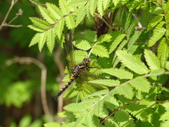 Leucorrhinia rubicunda