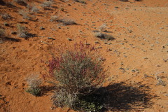Dyerophytum africanum
