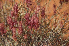 Dyerophytum africanum