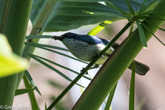 Cyanolanius madagascarinus