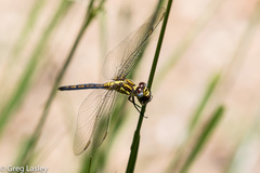 Orthetrum abbotti
