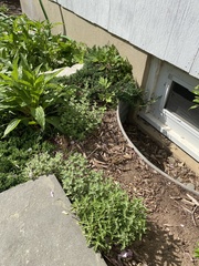 Nepeta × faassenii