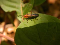Dysdercus mimus